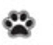 Paw